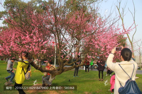 橘子洲拍梅花