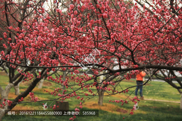 橘子洲梅花