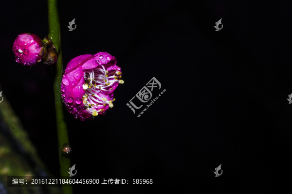 梅花特寫微距水珠