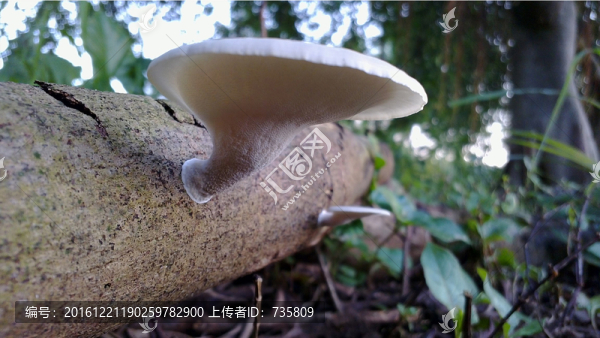 野生菌
