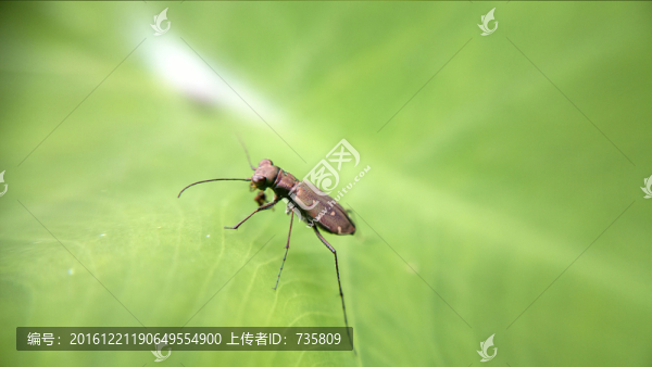 虎甲科昆蟲