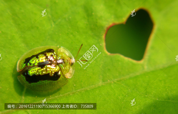 金盾龜金花蟲