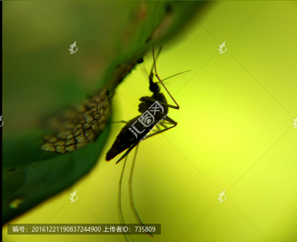 蚊子