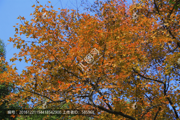 烈士公園楓葉