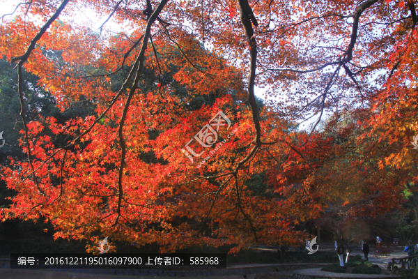烈士公園楓葉