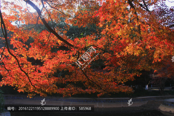 烈士公園楓葉