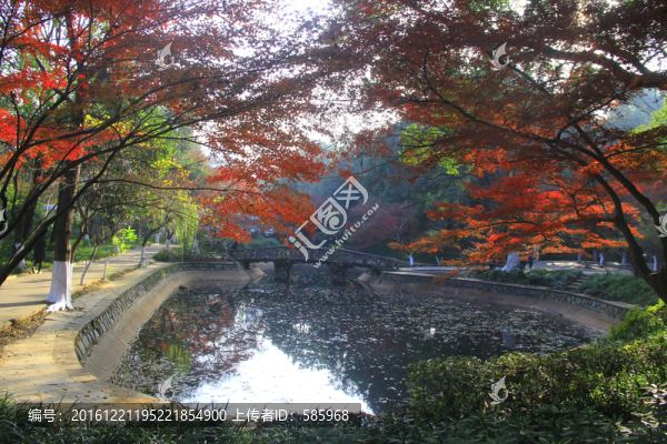 烈士公園楓葉