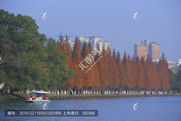 烈士公園兩排水杉樹