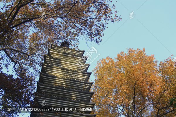 烈士公園楓葉