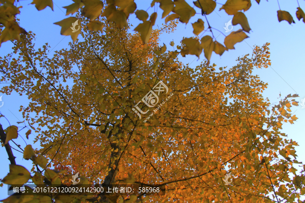 烈士公園楓葉