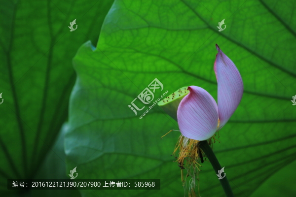荷花花瓣