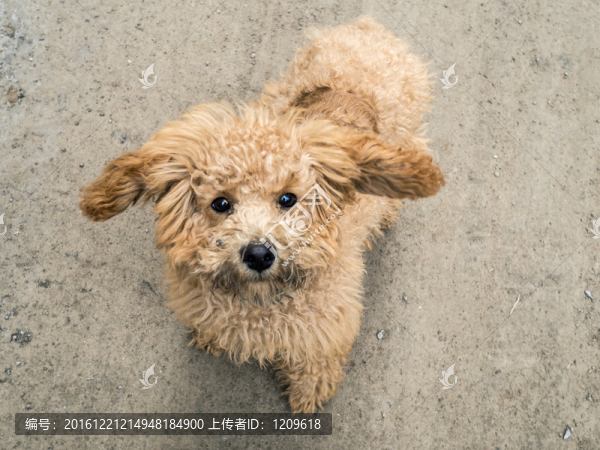 泰迪狗