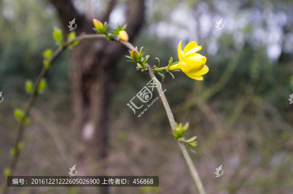 連翹花,花朵