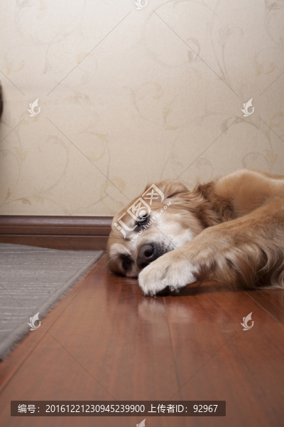 金毛尋回犬
