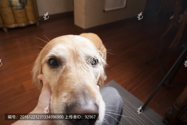 黃金獵犬