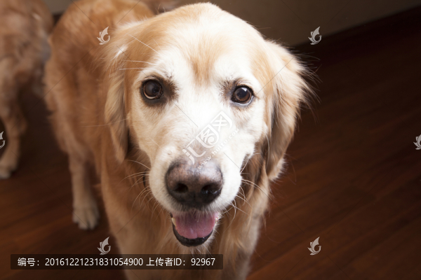 黃金獵犬