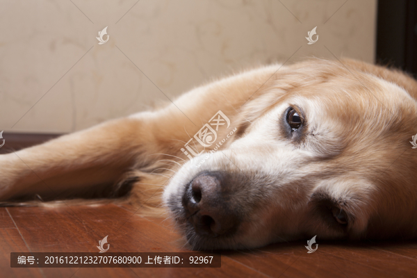 黃金獵犬
