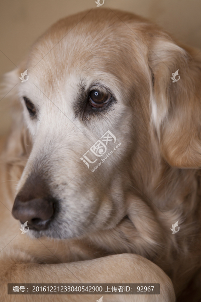 金毛尋回犬