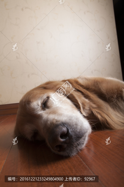 黃金獵犬