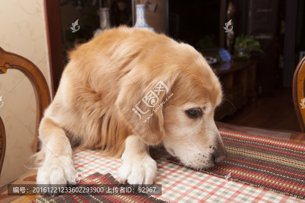 金毛犬