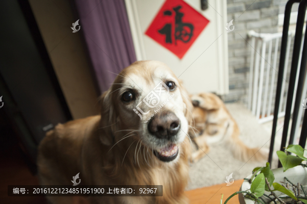 金毛犬