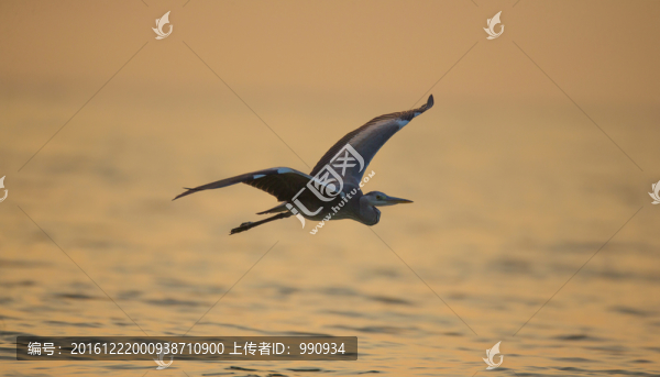 灰鷺,候鳥