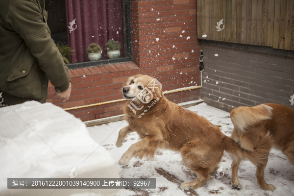 金毛尋回犬