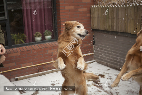 黃金獵犬