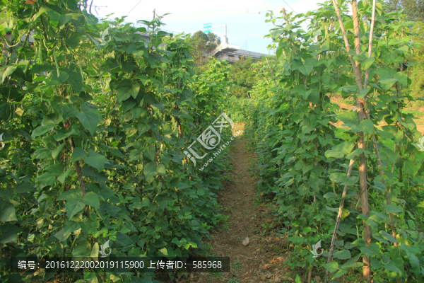 菜地里的豆角