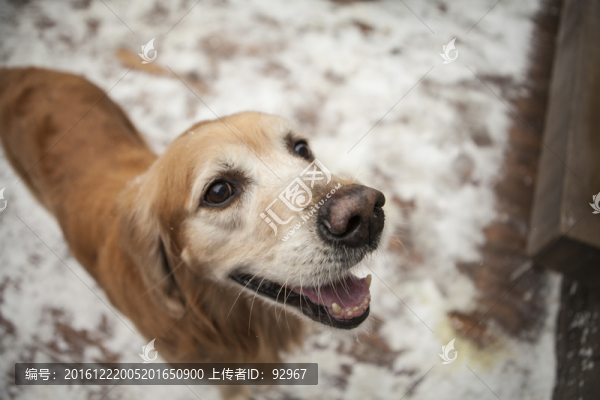 黃金獵犬