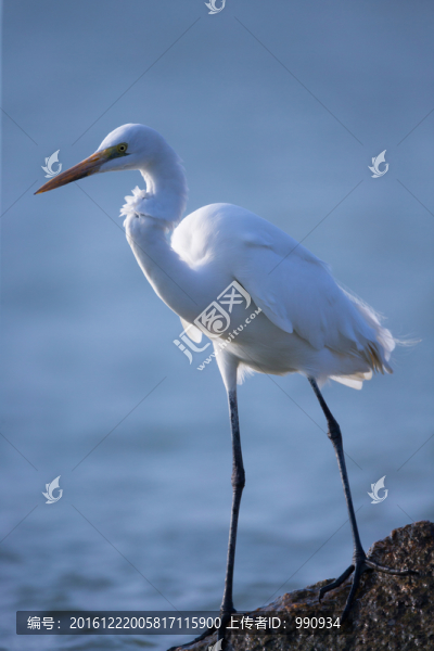 白鷺,候鳥