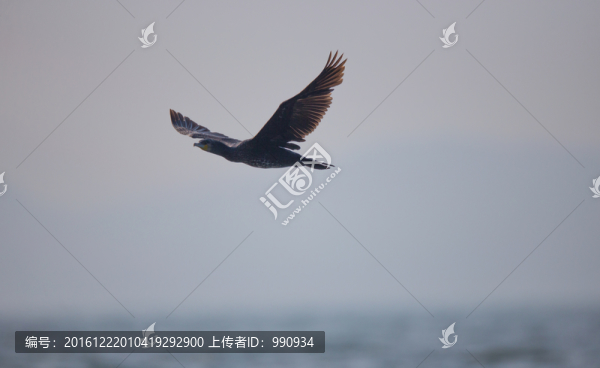 鸕鶿
