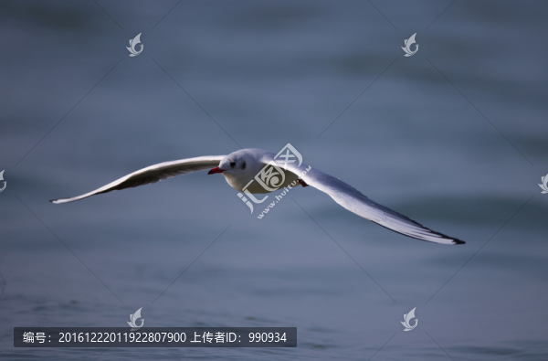 紅嘴鷗,鳥