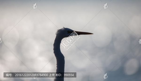 白鷺,候鳥(niǎo)