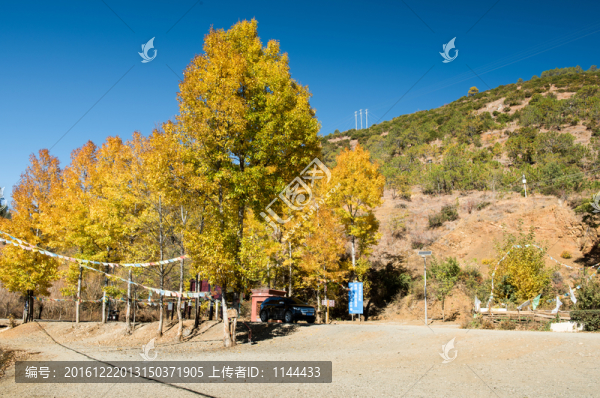 瀘沽湖,樹(shù)林