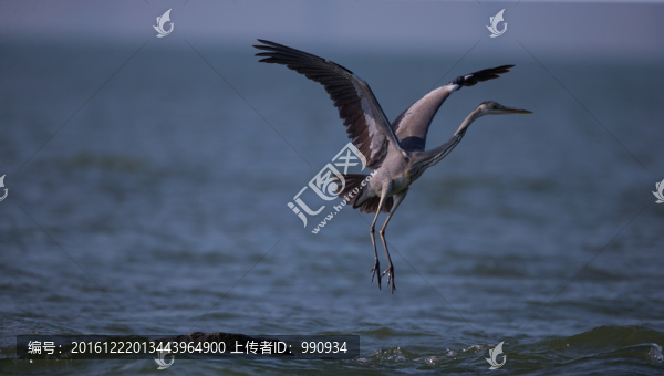 鷺鳥,飛翔