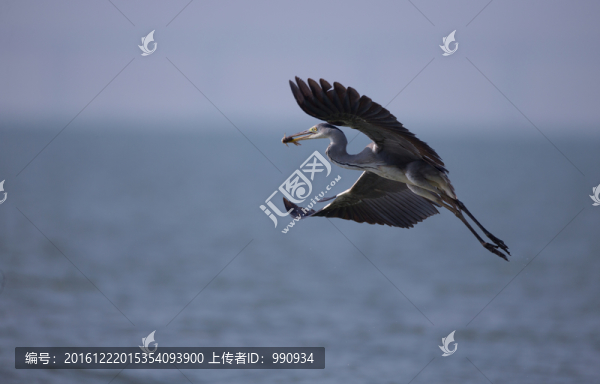 飛翔,灰鷺,鳥