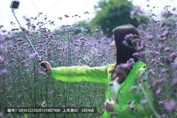 馬鞭草花海中自拍桿自拍