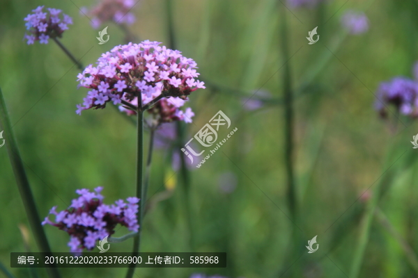 紫色馬鞭草