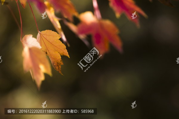 美國紅楓