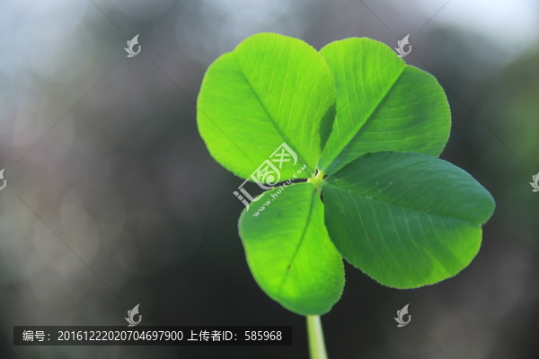 三葉草中找到四葉草