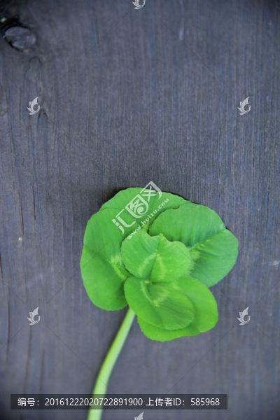 三葉草中找到六葉草