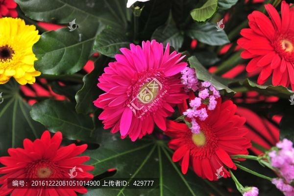 開張花籃,開業(yè)慶典,鮮花