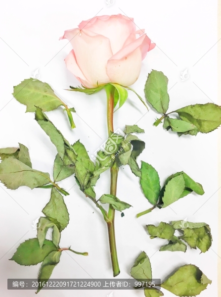 粉紅玫瑰