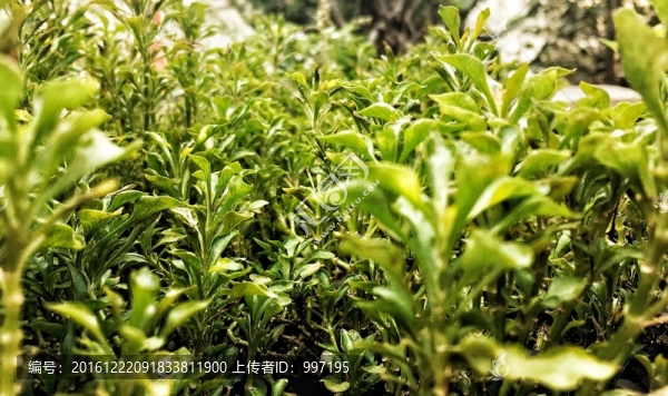 植物