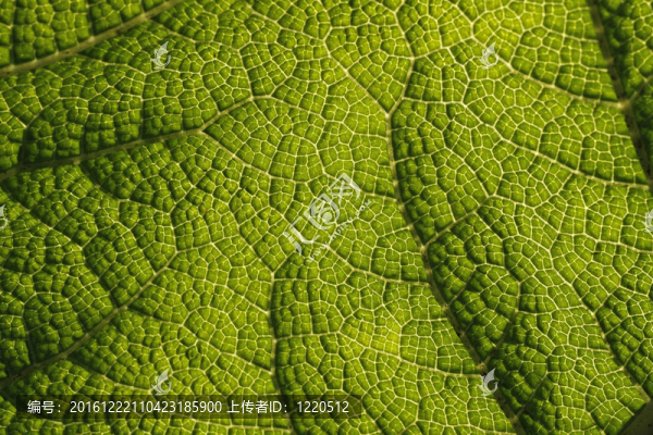 大黃（根乃拉草manicata）