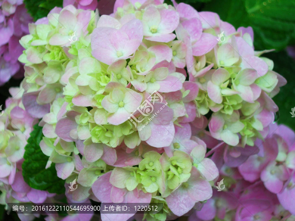 大葉hydranea