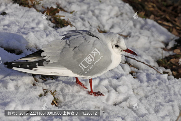 紅嘴鷗；Larus,ridibundus