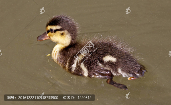 小鴨；Anas,platyrhynchos