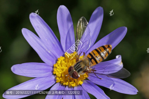 Episyrphus,balteatus；Hoverfly